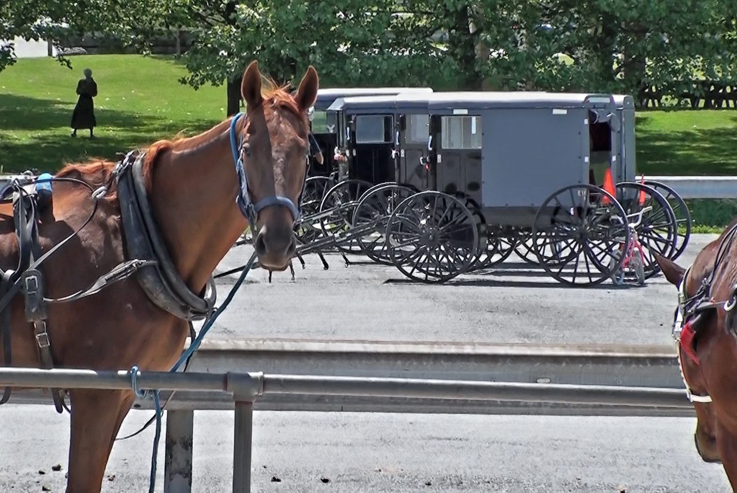 Horses and buggies